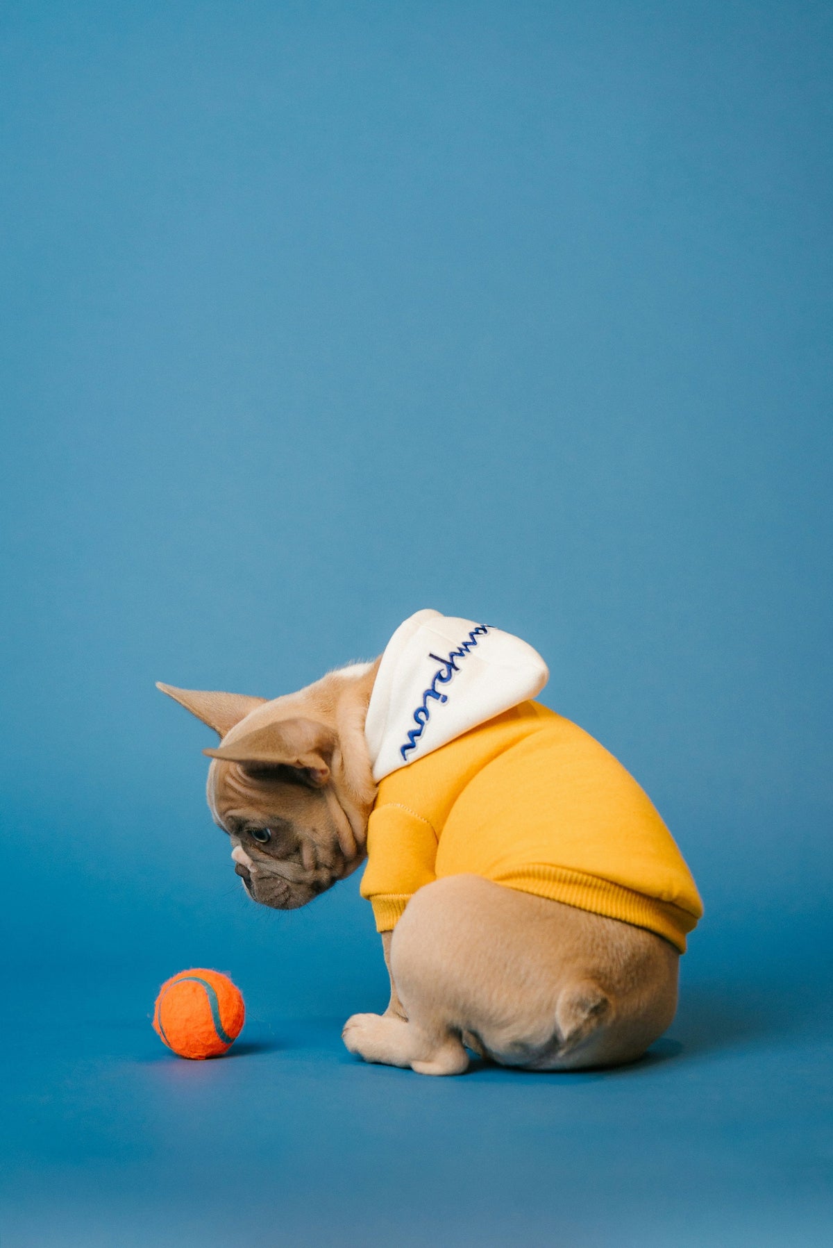 Dog in a yellow hoodie with a ball
