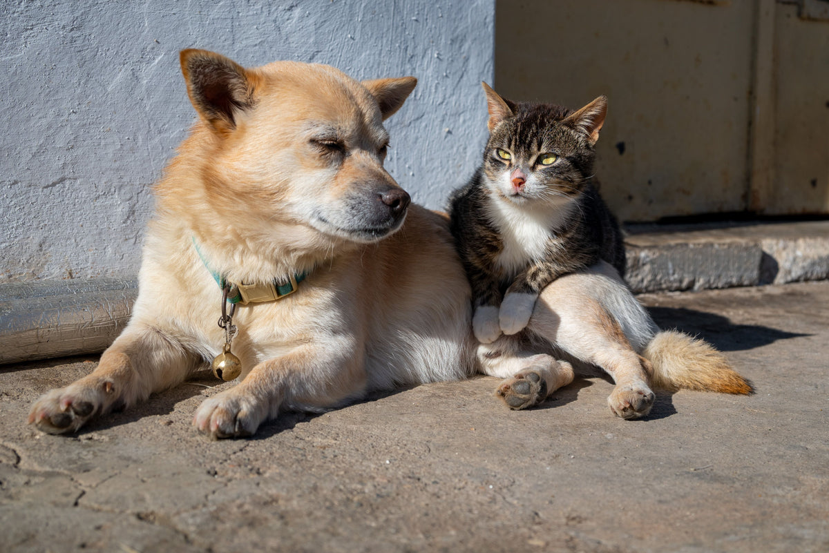 Dog and cat relaxing together
