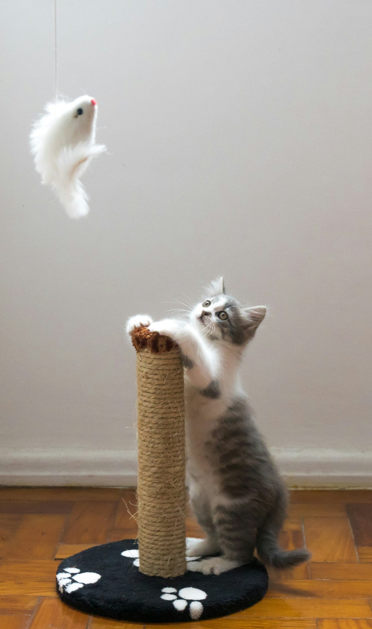 Kitten playing on a scratching post