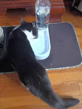 Several cats gathered around automatic pet water bowl sets